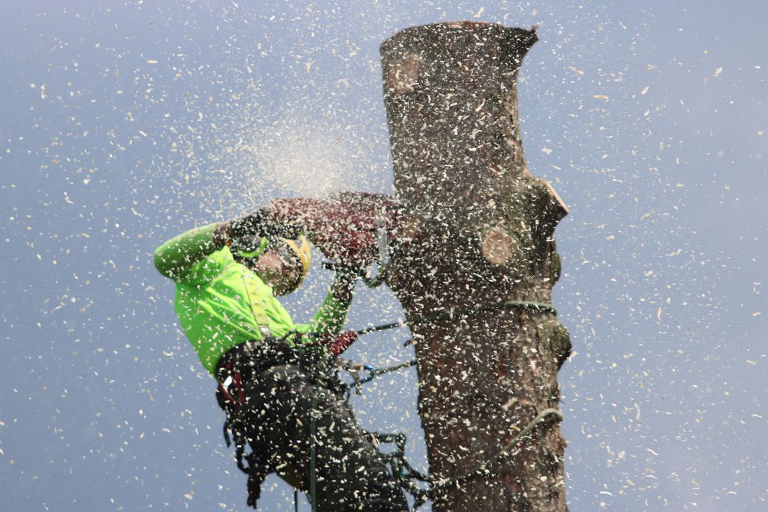 Arborist removing a large tree with a chainsaw
